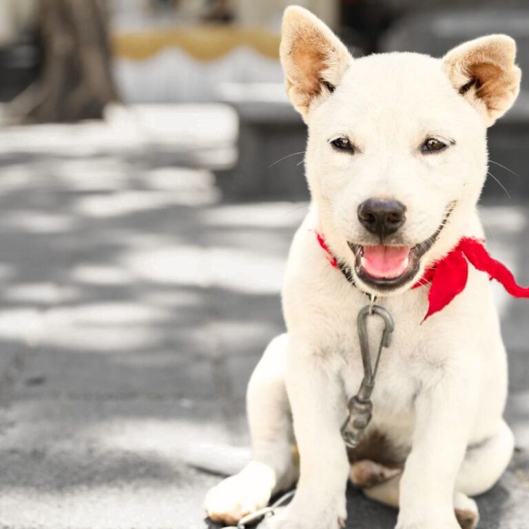 kintamani bali dogs