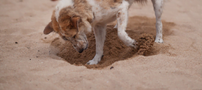 バリの犬