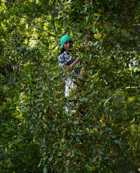 experience munduk cloves farmers in bali rainforest agriculture