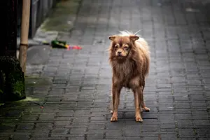 バリの犬