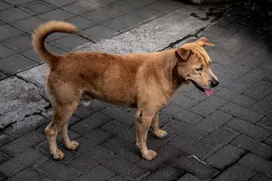 anjing bali