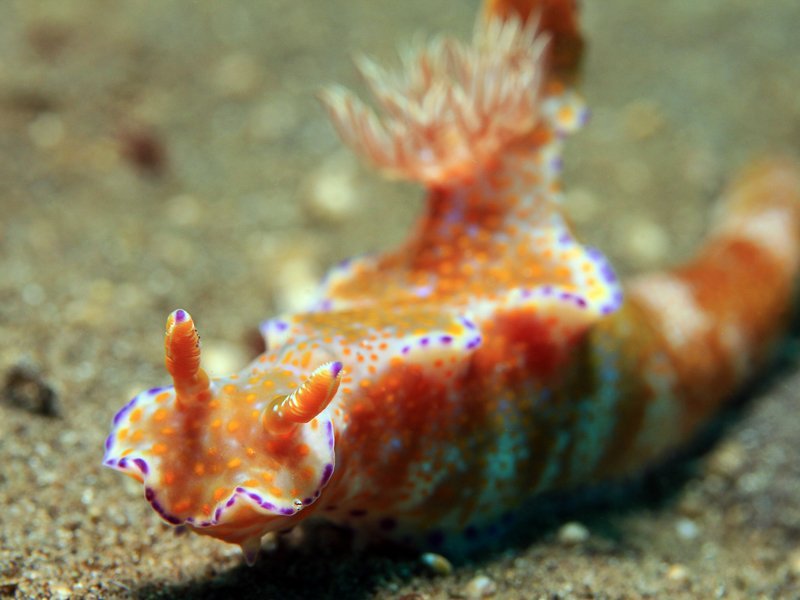 siti di immersione isole Gili esplorare sott'acqua indonesia lombok bali gili air meno trawangan viaggio rivista consapevole articolo karma istantaneo