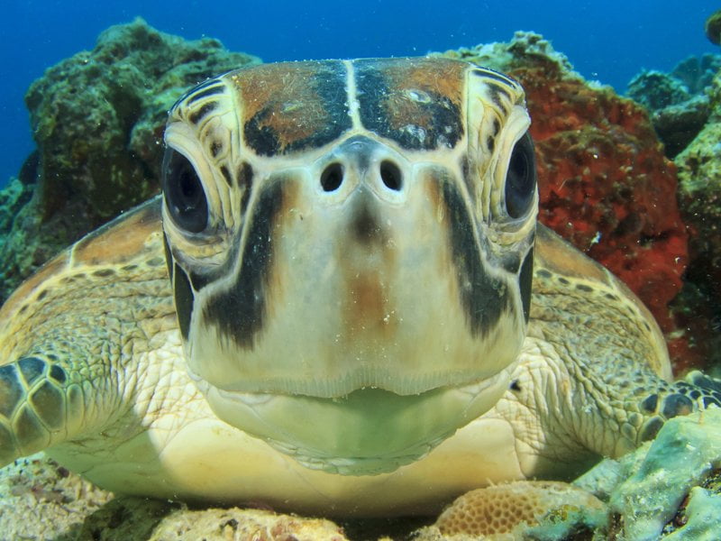 siti di immersione isole Gili esplorare sott'acqua indonesia lombok bali gili air meno trawangan viaggio rivista consapevole articolo karma istantaneo