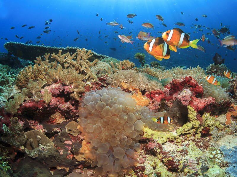 siti di immersione isole Gili esplorare sott'acqua indonesia lombok bali gili air meno trawangan viaggio rivista consapevole articolo karma istantaneo