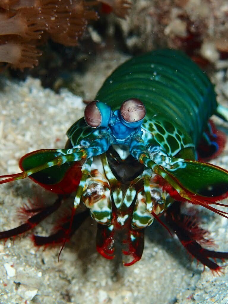 locais de mergulho ilhas gili explorar subaquático Indonésia lombok bali gili air meno trawangan viajar revista consciente artigo de karma instantâneo