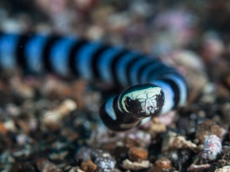 siti di immersione isole Gili esplorare sott'acqua indonesia lombok bali gili air meno trawangan viaggio rivista consapevole articolo karma istantaneo