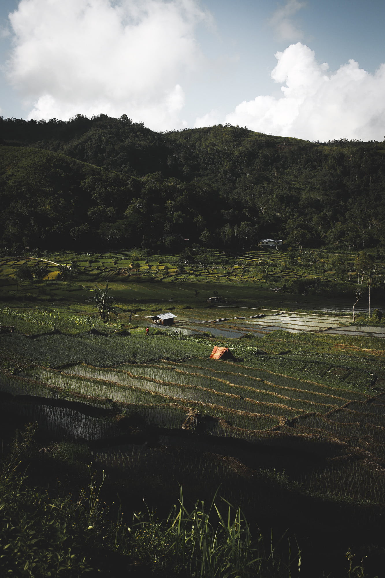 flores island culture rice fields