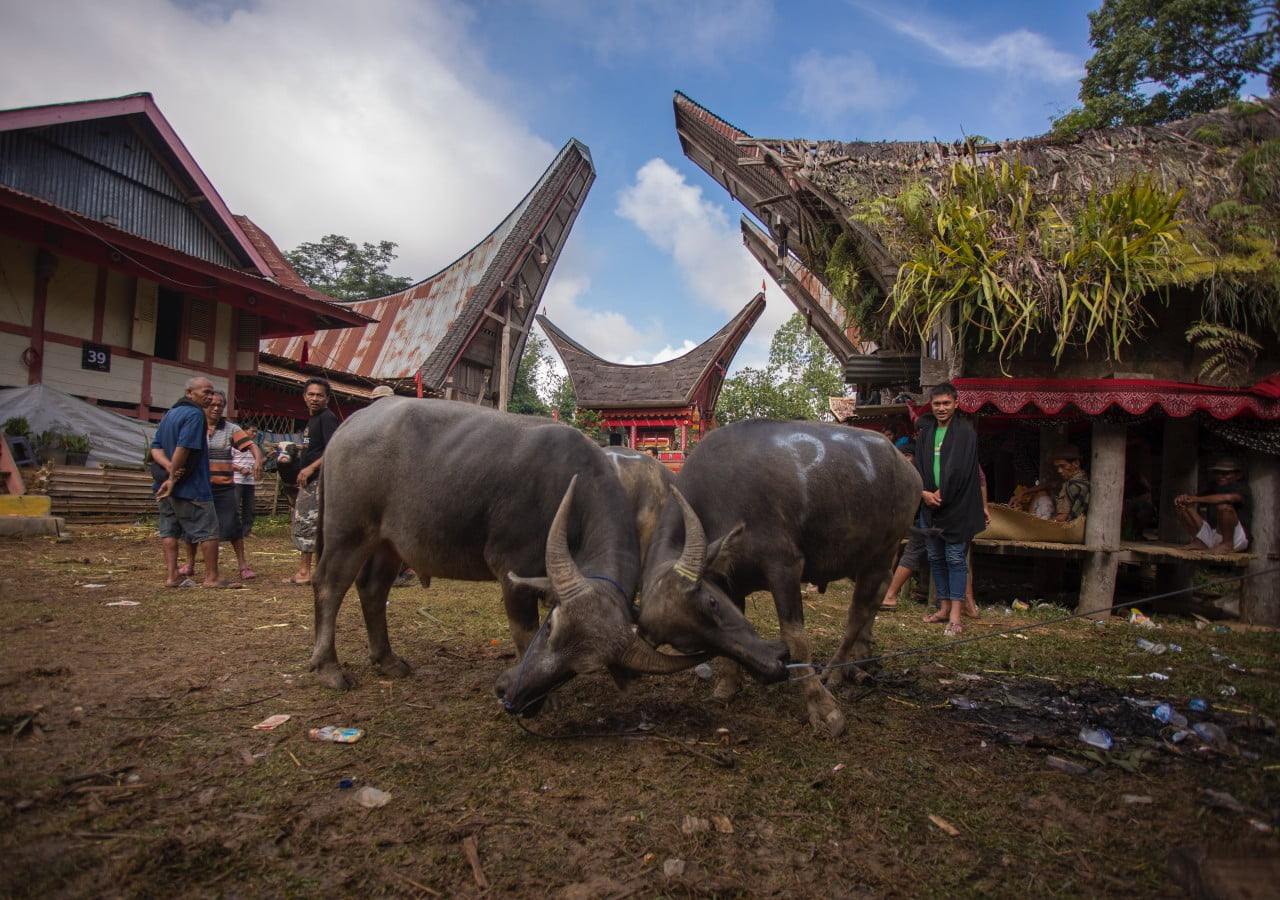 Toraja-Kultur