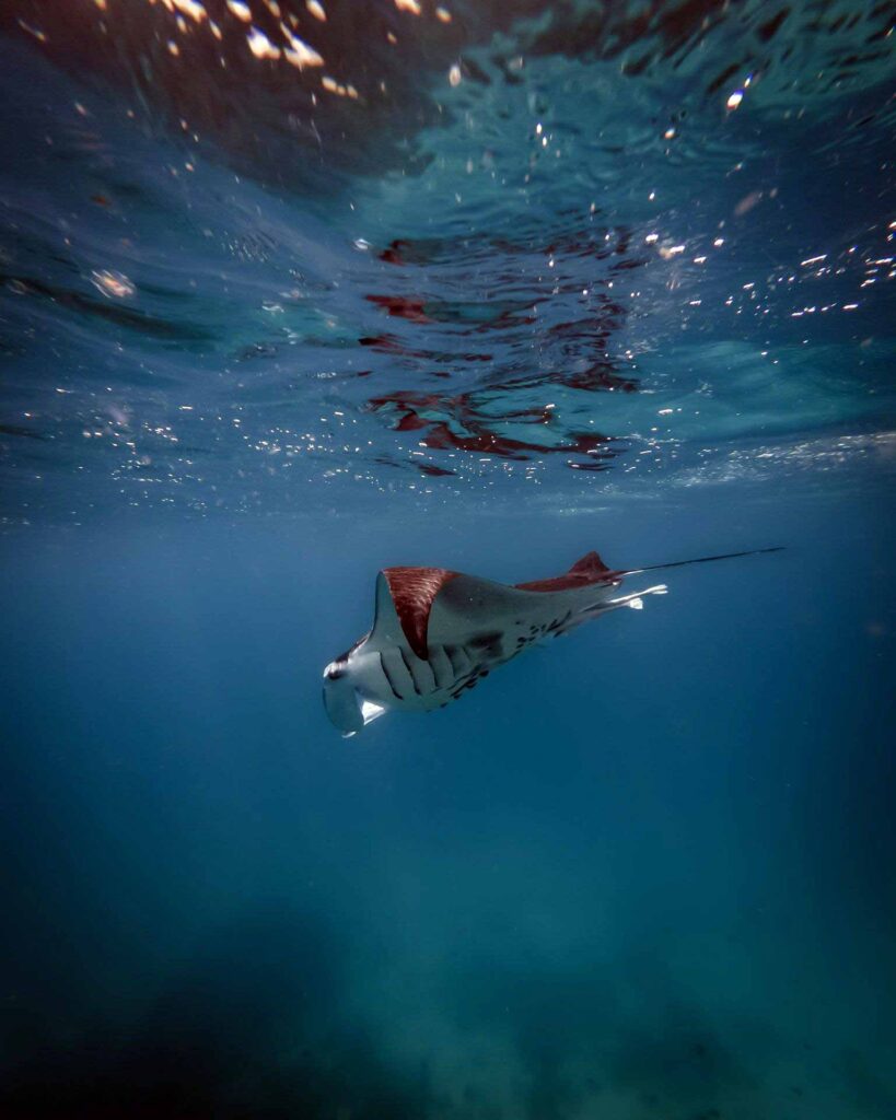 Sotto il mare raja ampat karma istantaneo