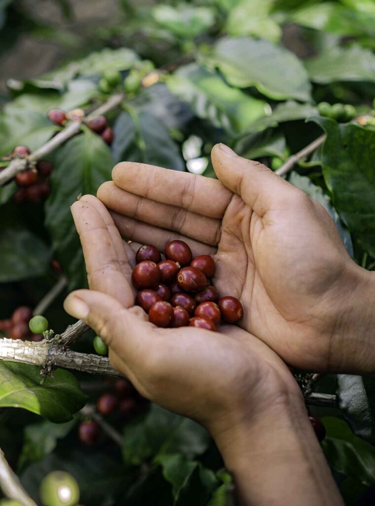 Bali-Kaffee