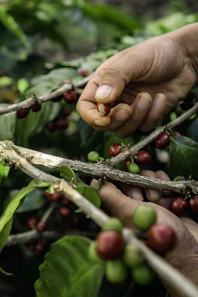 Bali-Kaffee aus den Kintamani-Bergen