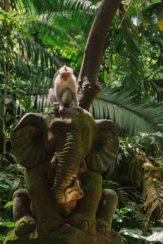 über das Affengeschäft in Ubud