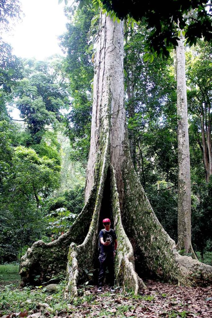 Pohon Raja Kebun Raya Bogor